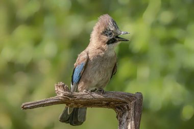 Hollanda 'nın Overijssel ormanında Avrasyalı Jay (Garrulus glandarius). Boşluğu kopyala.