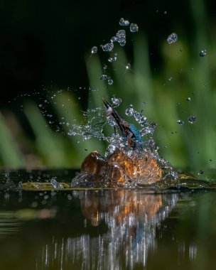 Ortak Avrupa Kingfisher (Alcedo at this). Kingfisher, yeşil arka planda gagalı balık avıyla sudan çıktıktan sonra uçuyor. Kingfisher küçük bir balık yakaladı.