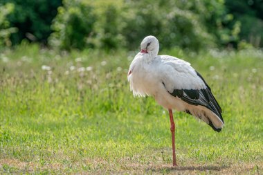 Beyaz leylek (Ciconia ciconia) Hollanda, Avrupa 'da.