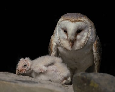 Anne ve çocuk, yavru ahır baykuşu (Tyto alba). Noord Brabant Hollanda 'da. 