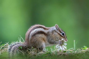 Cutest squirrel smelling a flower. Little chipmunk (Eutamias sibiricus) enjoying the flowers. Ground squirrel with beautiful white flowers. chipmunk loves flowers. clipart