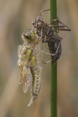 Yusufçuk yusufçuğu başkalaşımının doğuşu