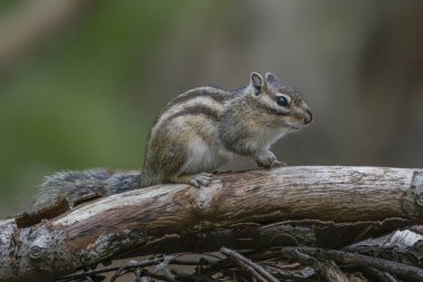 Bir ağaç gövdesinde ilginç Sibirya sincabı veya yaygın bir sincap (Eutamias sibiricus).