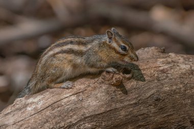 Curious Siberian chipmunk or common chipmunk (Eutamias sibiricus) on a tree trunk. clipart