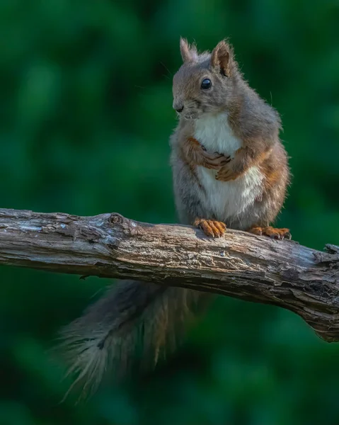 Cute Red Squirrel Sciurus Vulgaris Лісі Вкритому Барвистим Листям Грибами — стокове фото