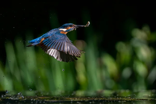 Kingfisher Europeu Comum Alcedo Atthis Kingfisher Voando Depois Emergir Água — Fotografia de Stock