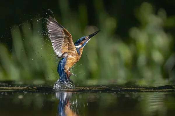 Common European Kingfisher Alcedo Atthis Kingfisher Летает После Выхода Воды — стоковое фото