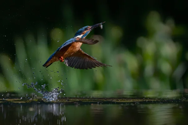 Gemeenschappelijke Europese Ijsvogel Alcedo Ijsvogel Vliegt Komen Uit Het Water — Stockfoto