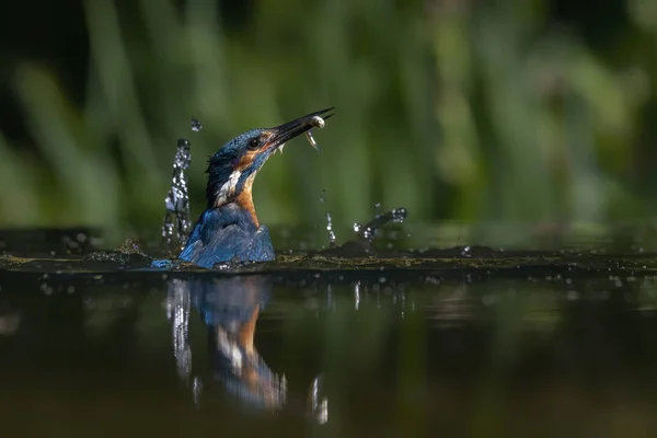 Kingfisher Europeu Comum Alcedo Atthis Kingfisher Voando Depois Emergir Água — Fotografia de Stock