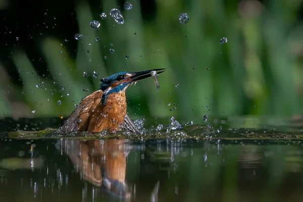 Gemeenschappelijke Europese Ijsvogel Alcedo Ijsvogel Vliegt Komen Uit Het Water — Stockfoto