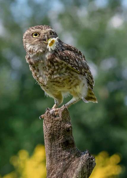 Lindo Búho Madriguero Athens Cunicularia Sentado Una Rama Sosteniendo Una — Foto de Stock