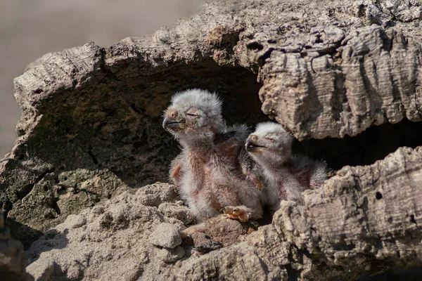 Two Babies Burrowing Owls Athene Cunicularia Perched Its Burrow Two — 图库照片