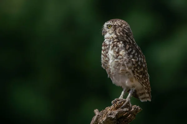Burrowing Owl Athene Cunicularia Noord Brabant Netherlands — Foto de Stock