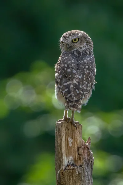 Gravende Uil Athene Cunicularia Noord Brabant Nederland — Stockfoto