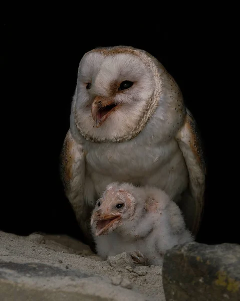 Mother Child Chick Barn Owl Tyto Alba Noord Brabant Netherlands — Stock Photo, Image
