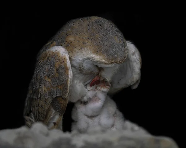 Moeder Kind Kuikenschuur Uil Tyto Alba Noord Brabant Nederland — Stockfoto