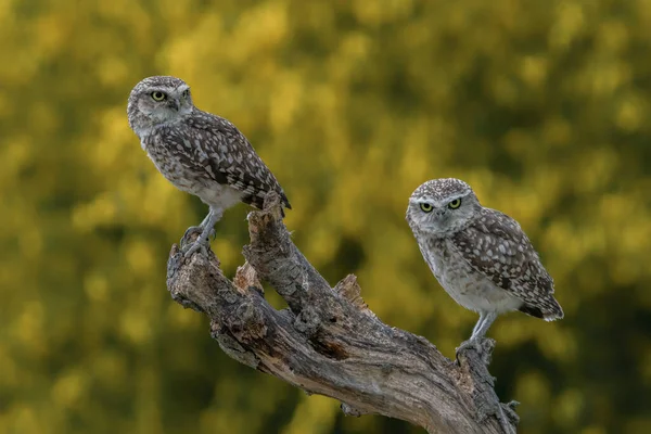Two Cute Burrowing Owls Athene Cunicularia Sitting Branch Burrowing Owl — Stock Photo, Image