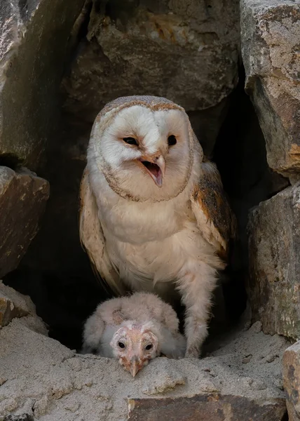 Anne Çocuk Yavru Ahır Baykuşu Tyto Alba Noord Brabant Hollanda — Stok fotoğraf