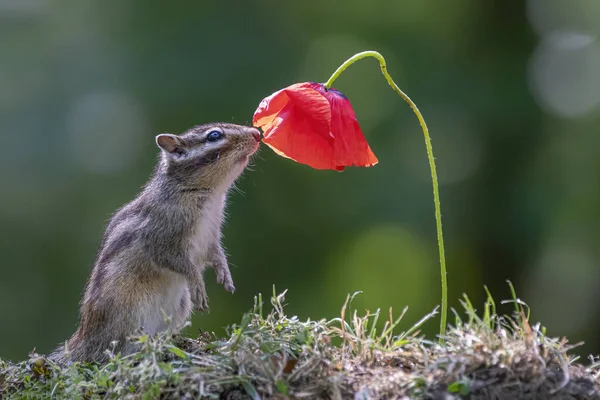 Γλυκύτερος Σκίουρος Μυρίζει Λουλούδι Μικρός Σκίουρος Eutamias Sibiricus Απολαμβάνει Λουλούδια — Φωτογραφία Αρχείου
