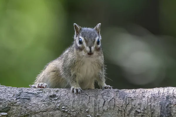 Esquilos Siberianos Curiosos Esquilos Comuns Eutamias Sibiricus Tronco Árvore — Fotografia de Stock