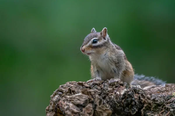 Esquilos Siberianos Curiosos Esquilos Comuns Eutamias Sibiricus Tronco Árvore — Fotografia de Stock