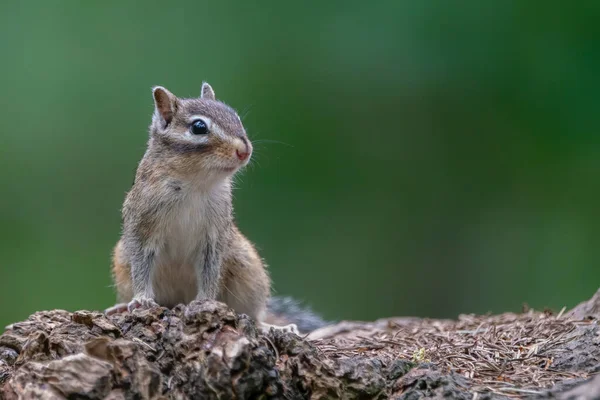 Esquilos Siberianos Curiosos Esquilos Comuns Eutamias Sibiricus Tronco Árvore — Fotografia de Stock