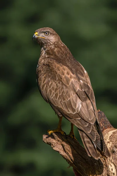 Μια Όμορφη Κοινή Buzzard Buteo Buteo Noord Brabant Στην Ολλανδία — Φωτογραφία Αρχείου