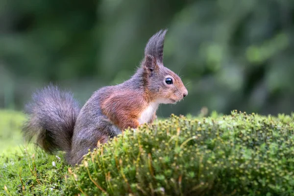 Ciekawa Piękna Urocza Eurazjatycka Czerwona Wiewiórka Sciurus Vulgaris Lesie Noord — Zdjęcie stockowe