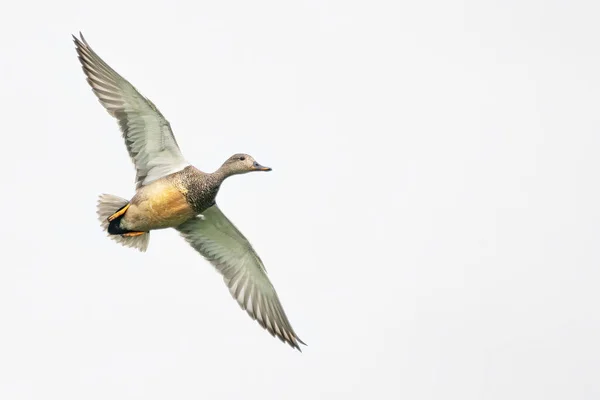 Mallard Duck Flight Anas Platyrhynchos — Stock Photo, Image