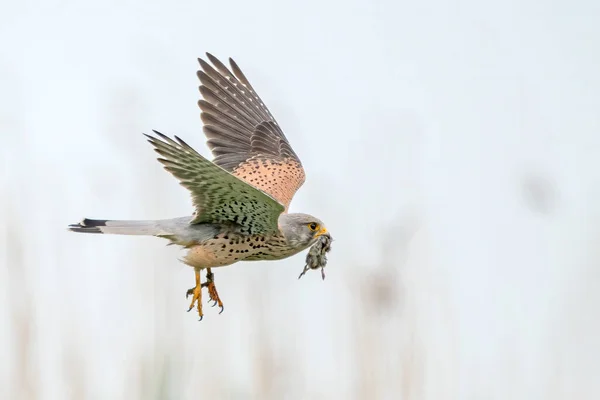 Female Common Kestrel Falco Tinnunculus Pray Mouse Gelderland Netherlands Green — Fotografia de Stock