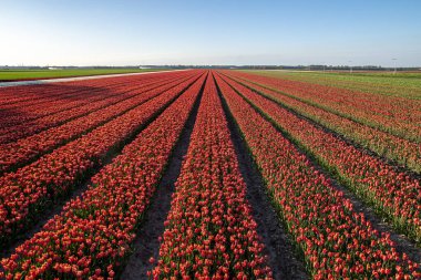 Hollanda lalelerinden oluşan renkli bir yatak. Noordoostpolder, Hollanda, Avrupa 'da laleli manzara.