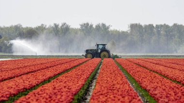 Hollanda lalelerinden oluşan renkli bir yatak. Noordoostpolder, Hollanda, Avrupa 'da laleli manzara.