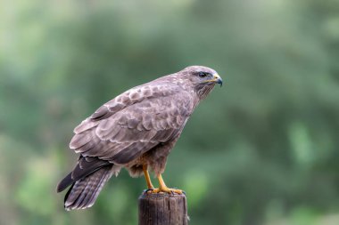 Hollanda 'da Güzel Bir Ortak Şahin (Buteo buteo) Brabant Yok.