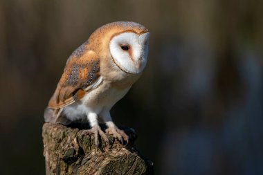 Güzel Ahır Baykuşu (Tyto alba) Hollanda