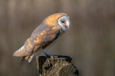 Güzel Ahır Baykuşu (Tyto alba) Hollanda