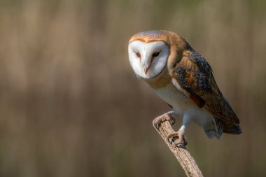 Güzel Ahır Baykuşu (Tyto alba) Hollanda