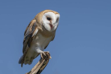 Güzel Ahır Baykuşu (Tyto alba) Hollanda