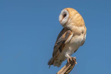 Güzel Ahır Baykuşu (Tyto alba) Hollanda