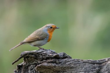 Hollanda 'daki Noord Brabant ormanında güzel Avrupalı Robin (Erithacus rubecula)
