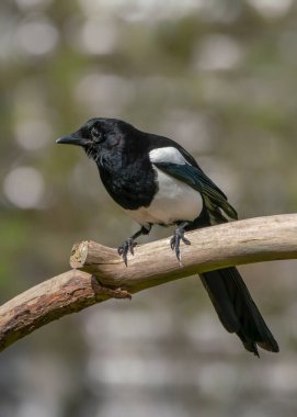 Black-billed Magpie (Pica pica) on a branch.