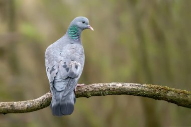 Bir dalın üzerinde Avrasya Yakalı Güvercini (Streptopelia decaocto). Hollanda 'daki Gelderland. Bokeh arkaplanı.