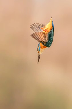 Dalış Ortak Avrupa Kingfisher (Alcedo at this). 