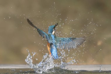 Ortak Avrupa Kingfisher (Alcedo at this). Kingfisher, yeşil arka planda gagalı balık avıyla sudan çıktıktan sonra uçuyor. Kingfisher küçük bir balık yakaladı.