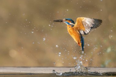 Ortak Avrupa Kingfisher (Alcedo at this). Kingfisher, yeşil arka planda gagalı balık avıyla sudan çıktıktan sonra uçuyor. Kingfisher küçük bir balık yakaladı.