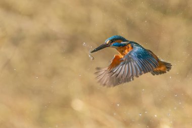 Ortak Avrupa Kingfisher (Alcedo at this). Kingfisher, yeşil arka planda gagalı balık avıyla sudan çıktıktan sonra uçuyor. Kingfisher küçük bir balık yakaladı.