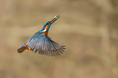 Hollanda 'nın Overijssel ormanında yaygın Kingfisher (Alcedo at this).