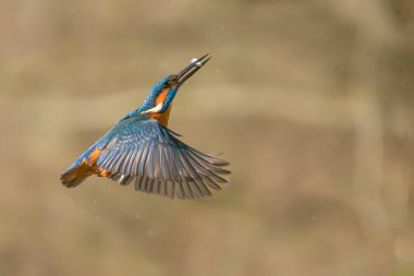 Common Kingfisher (Alcedo atthis) in the forest of Overijssel in the Netherlands. clipart