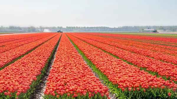 Ein Buntes Beet Holländischer Tulpen Landschaft Mit Tulpen Noordoostpolder Niederlande — Stockfoto