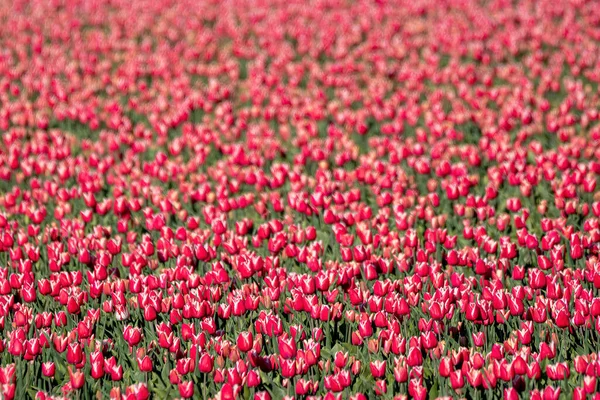 Uma Cama Colorida Tulipas Holandesas Paisagem Com Tulipas Noordoostpolder Holanda — Fotografia de Stock