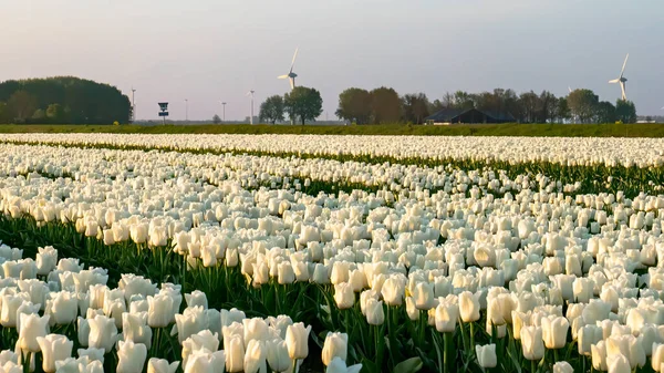 Ein Buntes Beet Holländischer Tulpen Landschaft Mit Tulpen Noordoostpolder Niederlande — Stockfoto